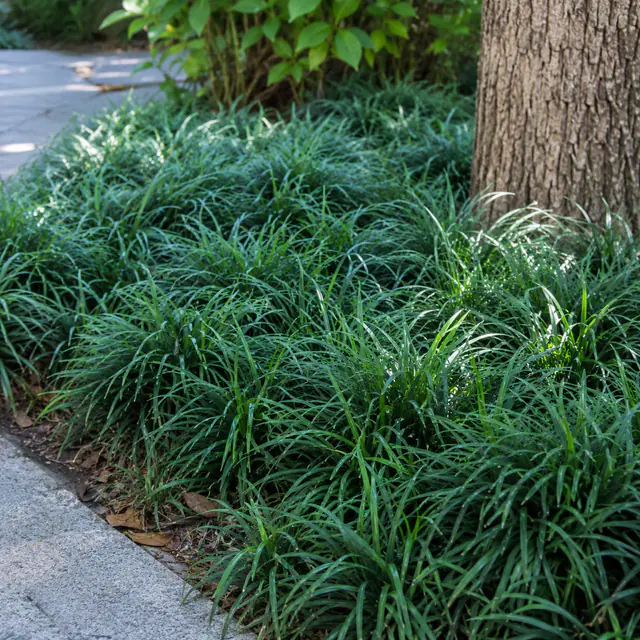 玉龙草地被植物